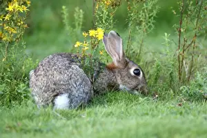 European Rabbit