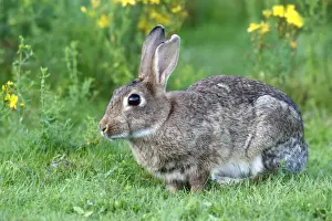 European Rabbit