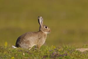 Images Dated 23rd July 2014: European Rabbit adult