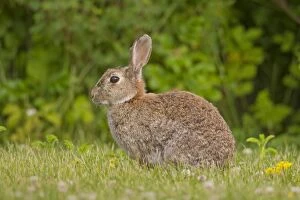 Images Dated 19th June 2012: European Rabbit adult