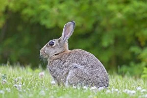 Images Dated 19th June 2012: European Rabbit adult