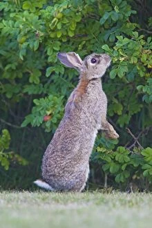 Bushes Gallery: European Rabbit  adult eating rose leaves