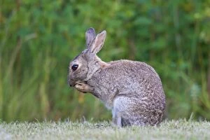 European Rabbit adult rabbit preening itself