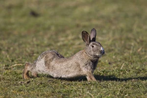 European Rabbit - adult rabbit streching - Germany