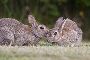 European Rabbit adult rabbits preening each other