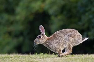 European Rabbit adult running