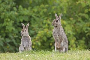 Images Dated 19th June 2012: European Rabbit two adults