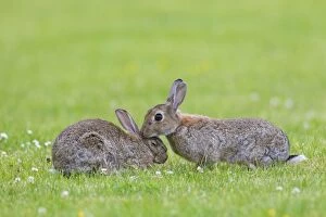 Images Dated 19th June 2012: European Rabbit two adults preening each other