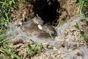 European Rabbit - baby - 12 days old