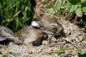 European Rabbit - baby - 12 days old