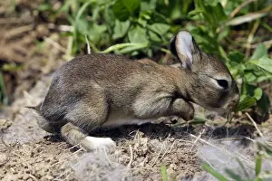 Warren Prints: European Rabbit - baby - 12 days old