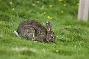 Grasses Prints: European Rabbit - eating grass