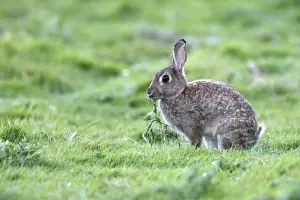 European Rabbit - feeding