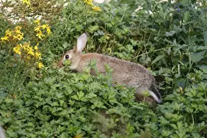 European Rabbit - grazing