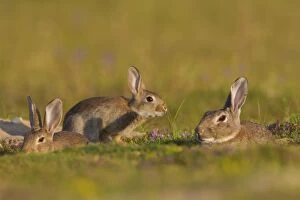 Images Dated 23rd July 2014: European Rabbit group