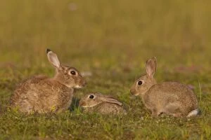Images Dated 1st August 2014: European Rabbit group
