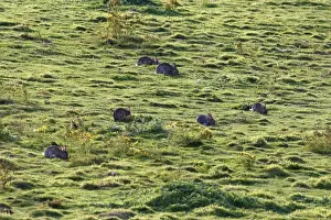 European Rabbit - group grazing in grassland. France