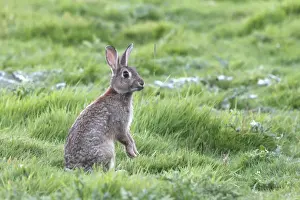 European Rabbit - on hind legs