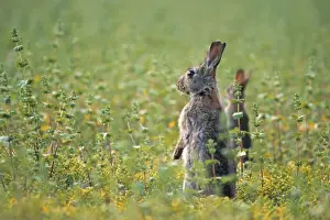 European Rabbit - in meadow