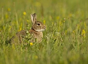 Images Dated 11th July 2014: European Rabbit sitting and watching among the Machair