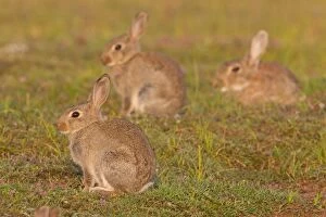 Images Dated 1st August 2014: European Rabbit young