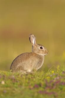 Images Dated 23rd July 2014: European Rabbit young