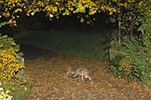 Images Dated 24th October 2012: European Red Fox