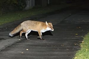 Images Dated 17th October 2012: European Red Fox