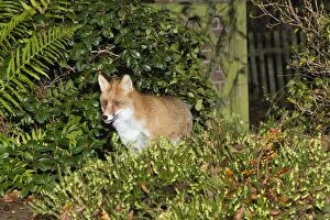 Images Dated 7th November 2012: European Red Fox