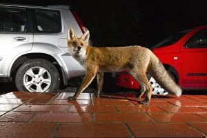 Images Dated 14th September 2012: European Red Fox