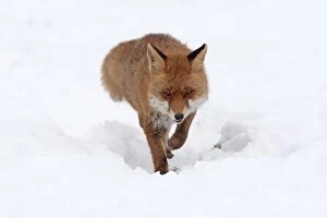 Images Dated 26th January 2013: European Red Fox