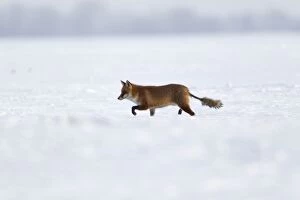 Images Dated 26th January 2013: European Red Fox