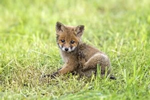 Images Dated 25th May 2013: European Red Fox cub scratching - Germany (Vulpes vulpes)