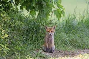 Images Dated 20th May 2012: European Red Fox - cub sitting beside den entrance