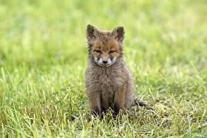 Images Dated 25th May 2013: European Red Fox cub sitting in meadow - Germany