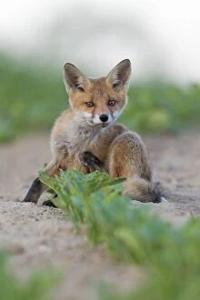 Images Dated 24th May 2012: European Red Fox - cub sitting and scratching itself