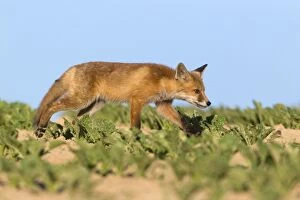 Images Dated 24th May 2012: European Red Fox - cub wandering across crop of sugar beet