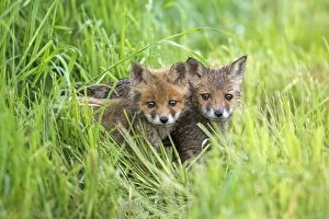 Images Dated 25th May 2013: European Red Fox two cubs in meadow - Germany (Vulpes)