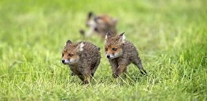 Images Dated 25th May 2013: European Red Fox three cubs playing in meadow