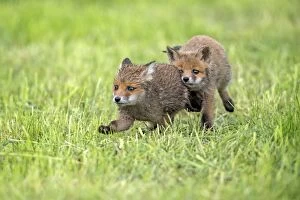 European Red Fox two cubs playing in meadow - Germany