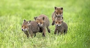 Images Dated 25th May 2013: European Red Fox four cubs playing in meadow - Germany