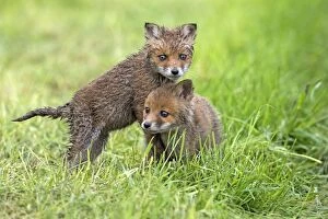 Images Dated 25th May 2013: European Red Fox two cubs playing in meadow - Germany