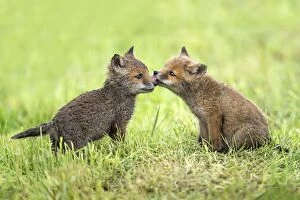 Images Dated 25th May 2013: European Red Fox two cubs showing social behaviour