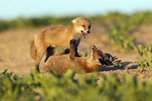 Images Dated 25th May 2012: European Red Fox - two well developed cubs play