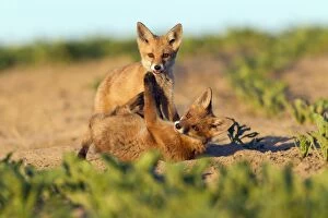 Images Dated 25th May 2012: European Red Fox - two well developed cubs play