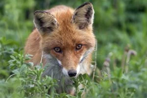 Images Dated 29th April 2012: European Red Fox - peering curiously into the lens of camera