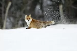 European Red Fox - running across snow covered field