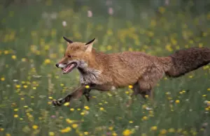 European Red Fox - Spain - Found in the Arctic, North America, europe, Asia, northern Africa and Australia