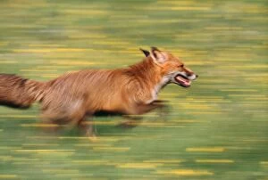 European Red FOX - side view, running