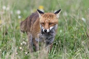 Images Dated 22nd April 2012: European Red Fox - vixen transporting caught voles